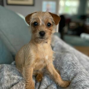 Fundraising Page: Remus PAC Alumn